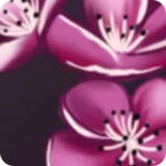 Blossom Of Pleasure apk download